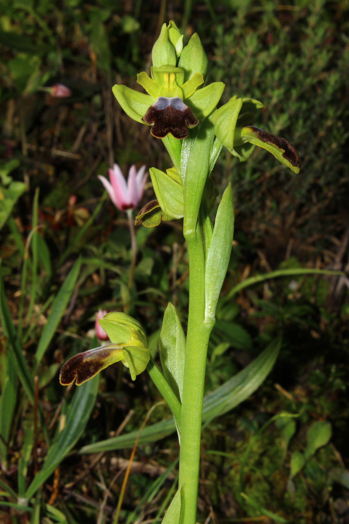 Per orchidee nel ponente Ligure